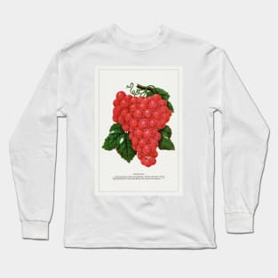 Vergennes grape lithograph (1900) Long Sleeve T-Shirt